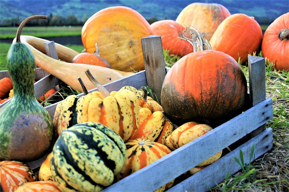 ornamental-pumpkins-2889601_960_720